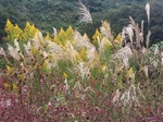 B13BB79C-5831-4A53-A838-594DAF16D252.jpeg