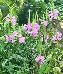 176C7583-ABE1-4B03-AC22-D282236F5C6E.jpeg