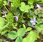 1D0718EA-AA4F-4A06-BD71-46AEFBF1F119.jpeg