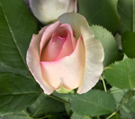 5CEEB369-2313-41BC-91ED-89CAA956E53F.jpeg