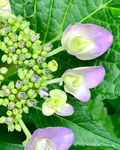 A281E41D-D240-4956-BE25-A8B98348687F.jpeg