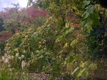 D240FFE1-357F-448D-BBA0-00920834F00F.jpeg