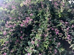 F653EC62-2546-46D4-8102-F92EC1C8BE8D.jpeg
