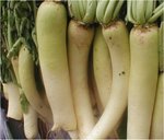 daikon1.jpg