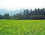 himawarihatake2009.jpg