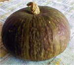 kabocha.jpg