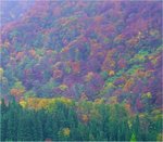 koyo2010.jpg