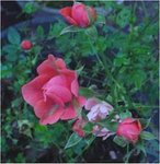 rose.jpg