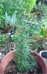 rosemary.jpg