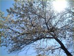 sakura001.jpg