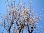 ume001.jpg